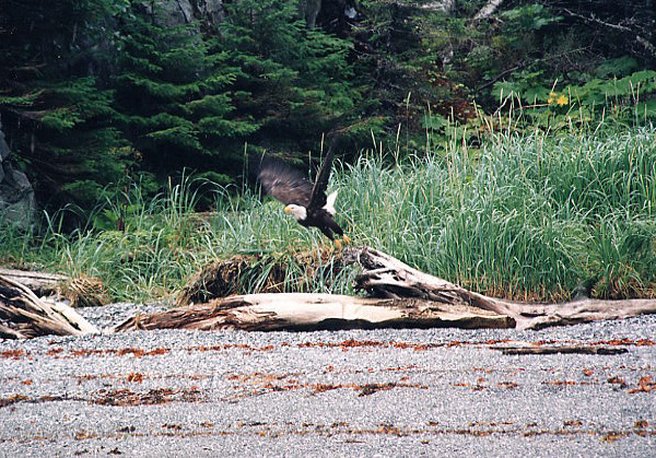 Eagle from a kayak on Glacier Bay