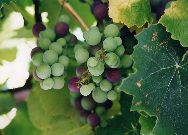 Grapes at Mission San Luis Obispo